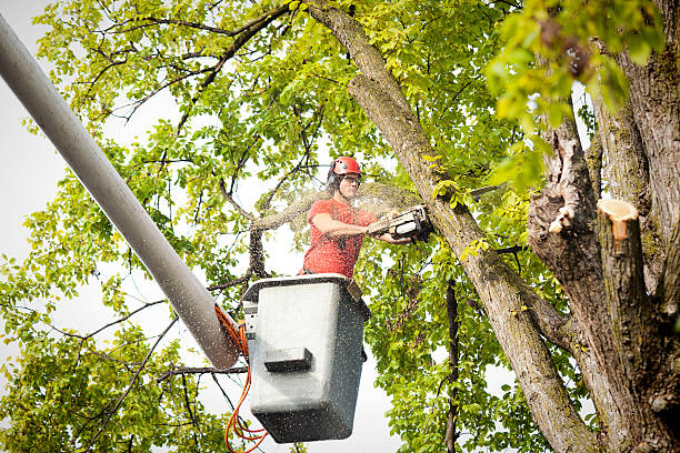 How Our Tree Care Process Works  in  Goliad, TX